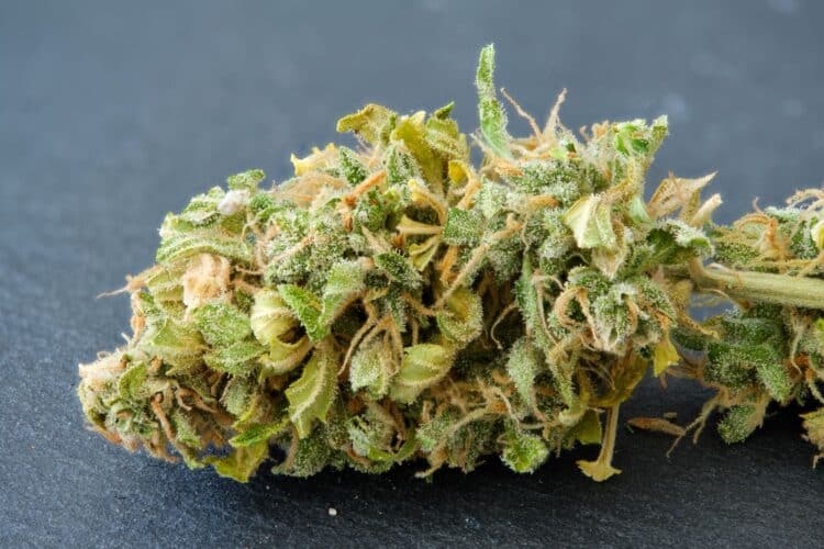 Trouver la fleur de CBD idéale : guide pour bien choisir sa variété